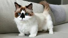 Ze worden nooit groot: kleine kattenrassen die altijd schattige kittens blijven