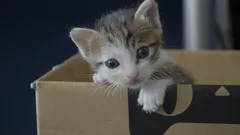 Hoe maak je een kitten zindelijk: een stapsgewijze handleiding voor het oplossen van het probleem