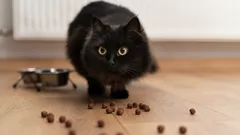 De 3 belangrijkste tekenen dat het voer van uw huisdier niet meer geschikt is: wat zeggen de experts?