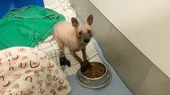 Wat voor dier is dit? Een unieke bosgast met een bijzondere eigenschap