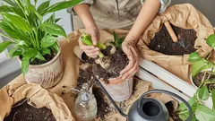 Het geheim van snelle plantengroei: hoe u barnsteenzuur op de juiste manier gebruikt voor dubbele groei
