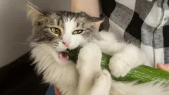 Hoe verzorg je een kat op de juiste manier: vijf handige tips van specialisten