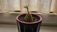 Tropisch op je vensterbank: zo kweek je makkelijk een mangoboom uit een pit, zonder kas of toverkunst