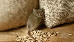 Muizen komen niet terug: twee druppels van dit natuurlijke middel verjagen een heel leger knaagdieren