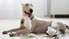 Onstuitbare kracht: drie hondenrassen die de zwakte van hun eigenaar nooit vergeven