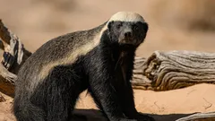 Zo groot als een vos, met de brutale geest van een tijger: rooft leeuwen, steelt honing en lacht de cobra uit