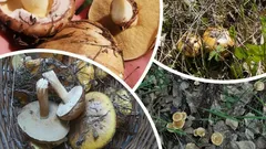 Piek van de paddenstoelenoogst 2025 – waar en wanneer je in oktober volle manden kunt plukken