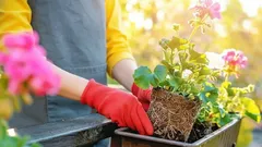 Balkonplanten goed voorbereiden op de winter: stapsgewijze handleiding voor november