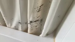 Schimmel op douchegordijnen? Gooi ze niet weg - de beste goedkope manieren om schimmel te verwijderen