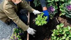 Geheimen van winterharde tuinen: zo raak je in het voorjaar geen rijke oogst kwijt