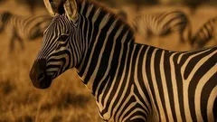 Wiskunde onthult het geheim van patronen: waarom zebra's strepen hebben en luipaarden vlekken