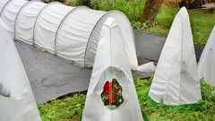 Goedkoop en effectief: de makkelijkste manier om warmteminnende planten te beschermen voor de winter