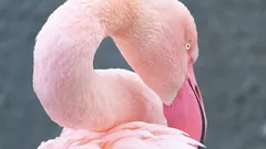 Waarom zijn flamingo's roze? Het geheim van hun unieke kleur en de oorsprong van het woord 'flamingo'