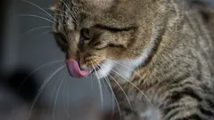 Hoe herkennen katten hun baasjes? Wetenschap onthult de geheimen van het kattenreukvermogen