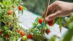 Makkelijke vitamineboost op de vensterbank: het hele jaar door verse kruiden, groenten en bessen kweken