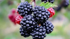 Groot en zoet: geheimen voor het kweken van bramen, zelfs in een koud klimaat