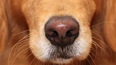 Honden onderscheiden vreugde en angst via geur – maar reageren op een bijzondere, verrassende manier