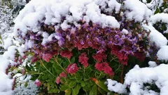 Eenvoudige stappen voor de winter: vaste planten overleven niet alleen, ze bloeien ook weelderiger