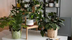 Onsterfelijke planten: bloemen die geen verzorging nodig hebben en toch overleven, zelfs als je ze vergeet