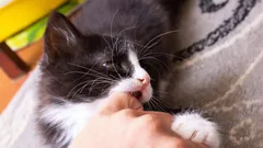 Kittens bijten: zo leer je jouw kitten effectief deze slechte gewoonte af