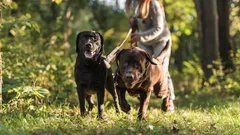 Eén huis, twee karakters: hoe volwassen honden samen laten leven zonder conflicten