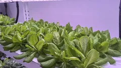 Dé gids voor wintergroei: kamerplanten laten stralen met groeilampen