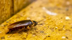 Een schone keuken is geen garantie tegen kakkerlakken: hier planten ze zich echt voort