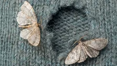 Strijd tegen motten: dit herfstgeschenk groeit overal en is zeer effectief tegen motten