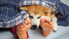 Waarom honden zo graag bij de voeten van hun baasje slapen – verrassende redenen en feiten