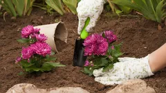 Herfsttuin: zo bereid je je bloembed goed voor op de winterrust in november